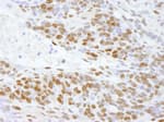 Detection of mouse DDX5 by immunohistochemistry.