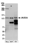 Detection of human and mouse JMJD2A by western blot.