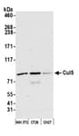 Detection of mouse Cul5 by western blot.