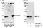 Detection of human MYEF2 by western blot and immunoprecipitation.
