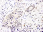 Detection of mouse Cul4B by immunohistochemistry.