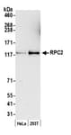 Detection of human RPC2 by western blot.