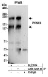 Detection of human PCNX3 by western blot of immunoprecipitates.