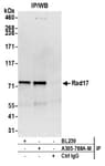 Detection of human Rad17 by western blot of immunoprecipitates.