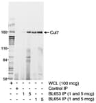 Detection of human Cul7 by western blot of immunoprecipitates.
