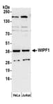 Detection of human WIPF1 by western blot.