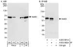 Detection of human and mouse NAB1 by western blot (h &amp; m) and immunoprecipitation (h).