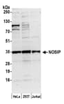 Detection of human NOSIP by western blot.