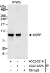 Detection of human KSRP by western blot of immunoprecipitates.