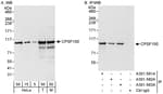 Detection of human and mouse CPSF100 by western blot (h&amp;m) and immunoprecipitation (h).