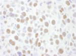 Detection of mouse CDK9 by immunohistochemistry.