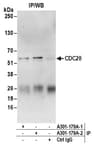 Detection of human CDC20 by western blot of immunoprecipitates.