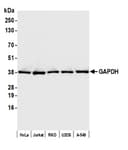 Detection of human GAPDH by western blot.