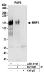 Detection of human MRP1 by western blot of immunoprecipitates.