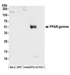 Detection of mouse PPAR-gamma by western blot.