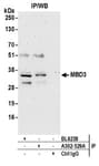 Detection of human MBD3 by western blot of immunoprecipitates.