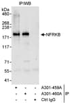Detection of human NFRKB by western blot of immunoprecipitates.