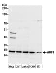 Detection of human and mouse ARF6 by western blot.
