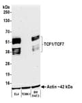 Detection of mouse TCF1/TCF7 by western blot.