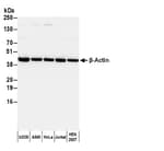 Detection of human β-Actin by western blot with Biotinylated Goat anti-Rabbit IgG-Fc Fragment Antibody.