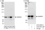 Detection of human SAMHD1 by western blot and immunoprecipitation.