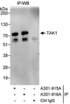Detection of human TAK1 by western blot of immunoprecipitates.