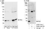 Detection of human and mouse PIN1 by western blot (h&amp;m) and immunoprecipitation (h).