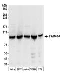 Detection of human and mouse FAM40A by western blot.