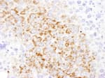 Detection of mouse GOT2 by immunohistochemistry.