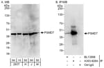 Detection of human and mouse PSMD7 by western blot (h and m) and immunoprecipitation (h).