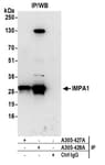 Detection of human IMPA1 by western blot of immunoprecipitates.