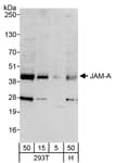 Detection of human JAM-A by western blot.