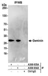 Detection of human Geminin by western blot of immunoprecipitates.