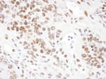 Detection of mouse ARS2 by immunohistochemistry.
