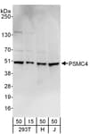 Detection of human PSMC4 by western blot.