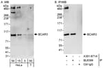Detection of human BCAR3 by western blot and immunoprecipitation.