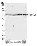 Detection of human CAP-D3 by western blot.