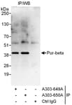 Detection of human Pur-beta by western blot of immunoprecipitates.
