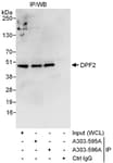 Detection of human DPF2 by western blot of immunoprecipitates.