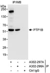 Detection of human PTP1B by western blot of immunoprecipitates.