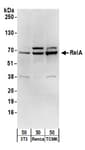 Detection of mouse RelA by western blot.