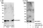 Detection of human and mouse NCBP2 by western blot (h&amp;m) and immunoprecipitation (h).