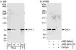 Detection of human GNL1 by western blot and immunoprecipitation.