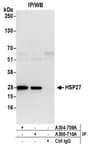 Detection of human HSP27 by western blot of immunoprecipitates.