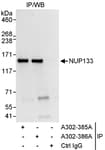 Detection of human NUP133 by western blot of immunoprecipitates.