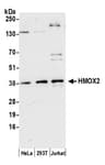 Detection of human HMOX2 by western blot.