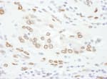 Detection of human Lamin-A by immunohistochemistry.