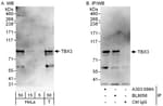 Detection of human TBX3 by western blot and immunoprecipitation.