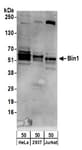 Detection of human Bin1 by western blot.