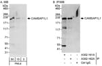 Detection of human CAMSAP1L1 by western blot and immunoprecipitation.
